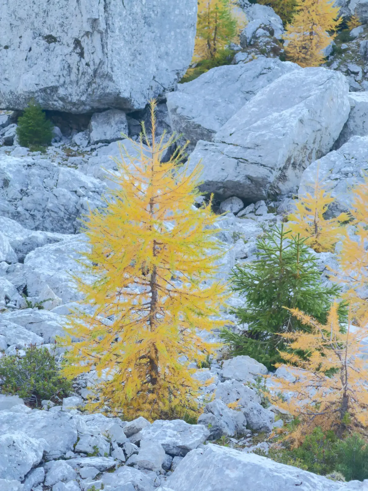 Mala Mojstrovka – fotografija s poti