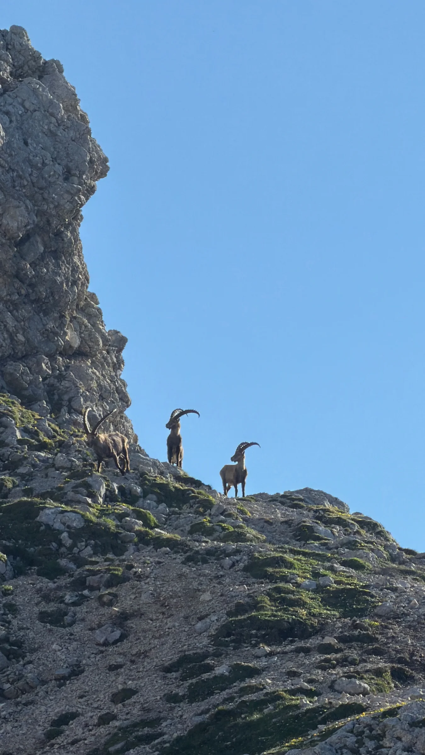 Bovški Gamsovec – fotografija s poti