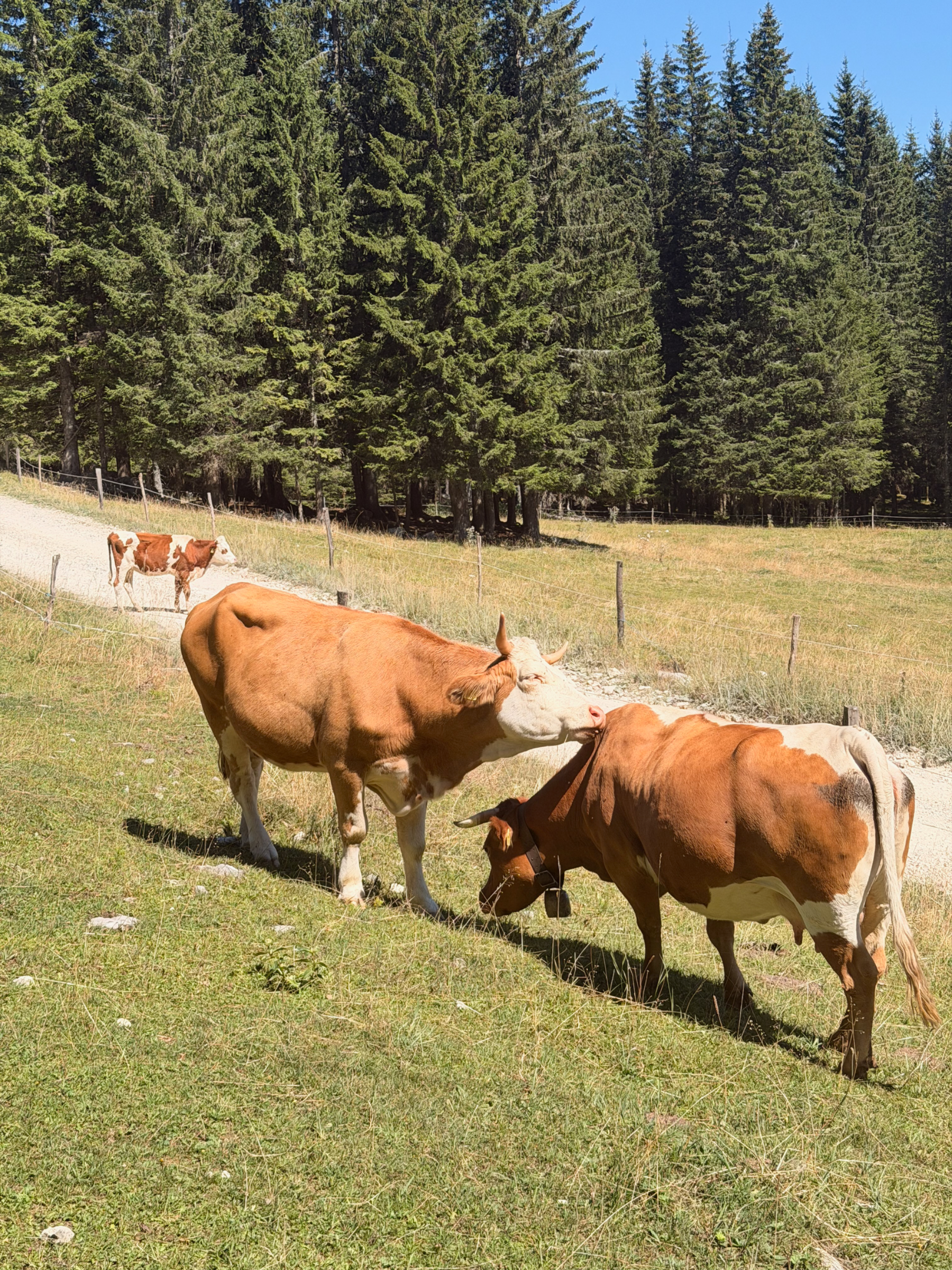 Veliki Draški vrh – fotografija s poti